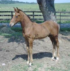 Irish Draft Foals